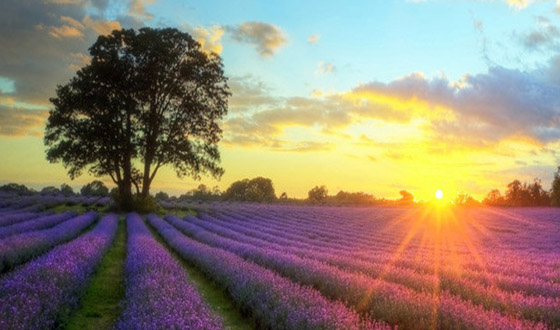 旺斯门票_普罗旺斯游玩攻略_普罗旺斯介绍,地