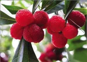 绍兴特产有哪些_绍兴旅游纪念品有什么