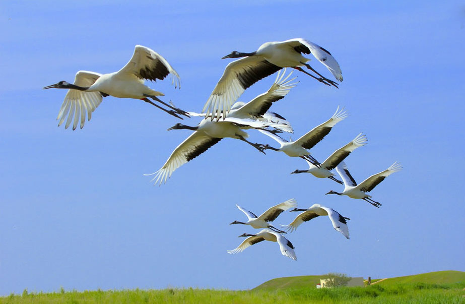 哈尔滨周边有哪些好玩的地方呢--扎龙保护区、