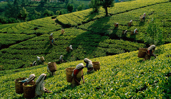 几月去斯里兰卡最好_什么时候去斯里兰卡最好