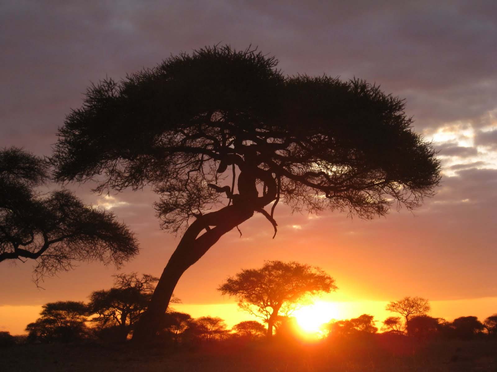 坦桑尼亚塞伦盖蒂旅行须知