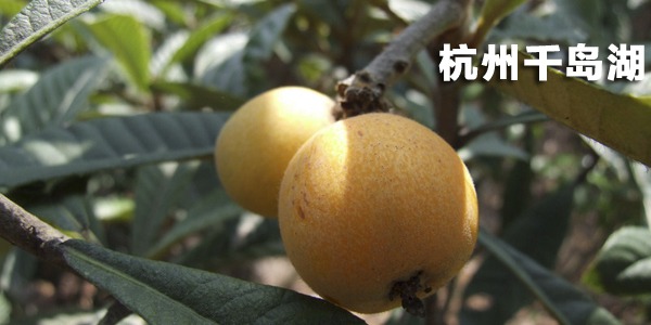 杭州千岛湖枇杷采摘