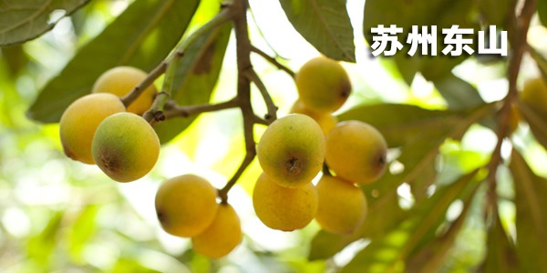 苏州东山枇杷采摘