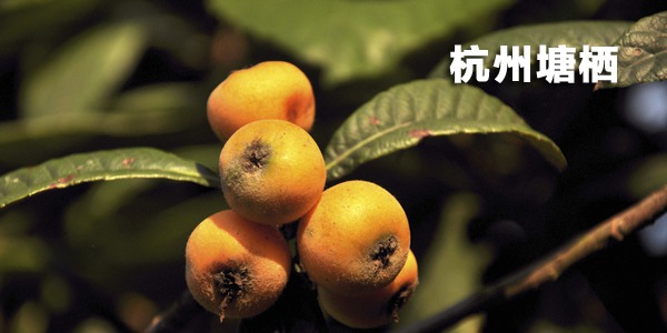 杭州塘栖枇杷采摘