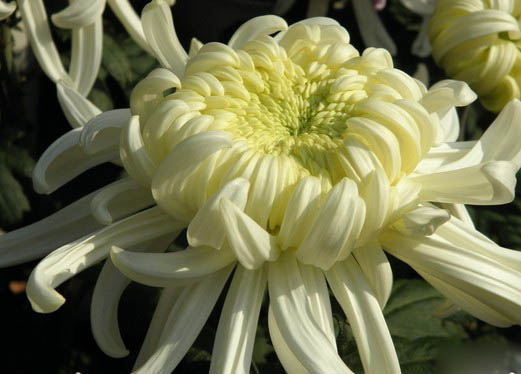 开封菊花展