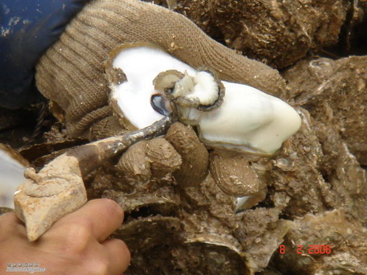 享受美味--珠海横琴吃生蚝^_^【组图】 - 飞扬旅